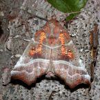 Herald Moth